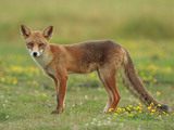 1449l-renard-roux-vulpes-vulpes